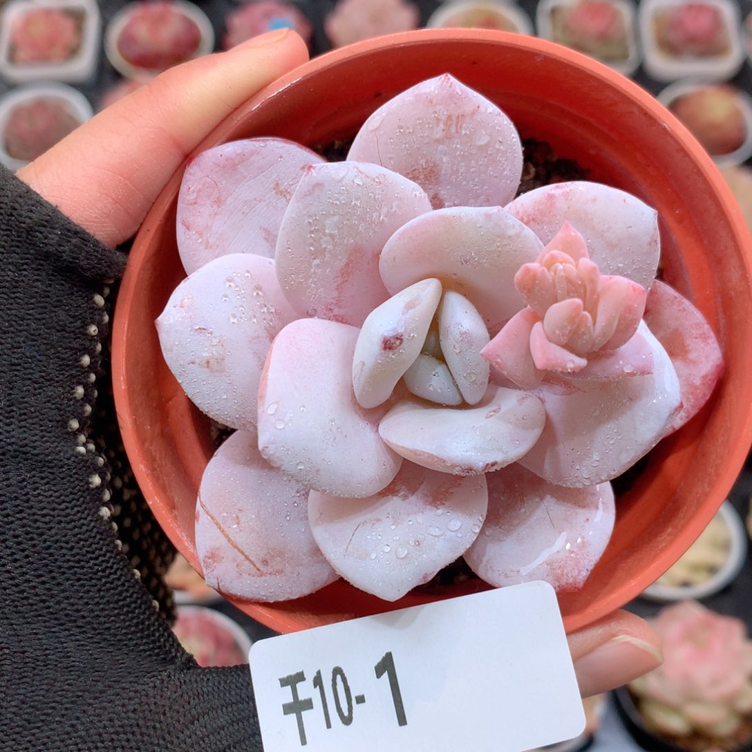 千山雪10-1 粉雪莲