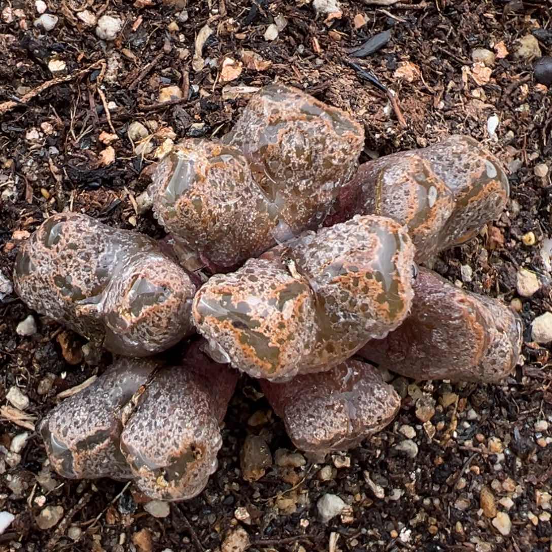 2.8好看的多肉029