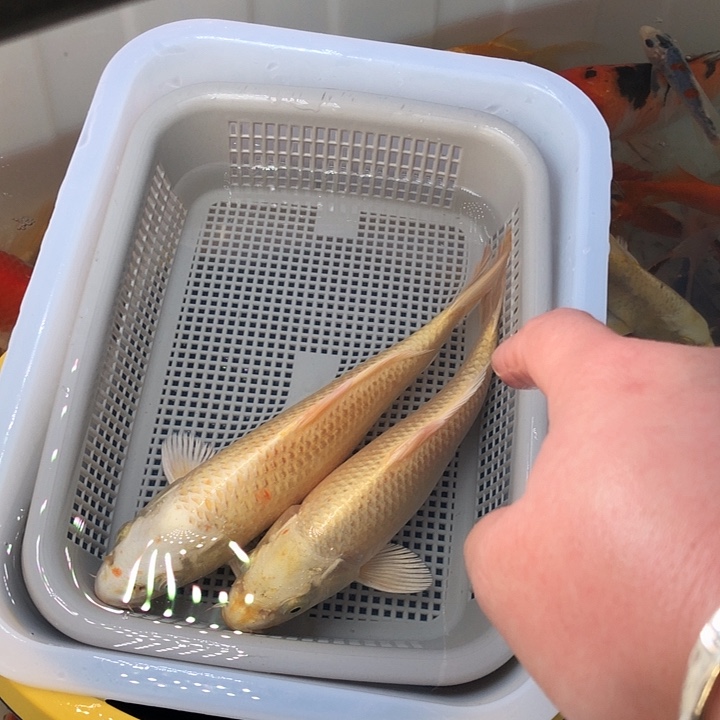 锦鲤000000000000000038