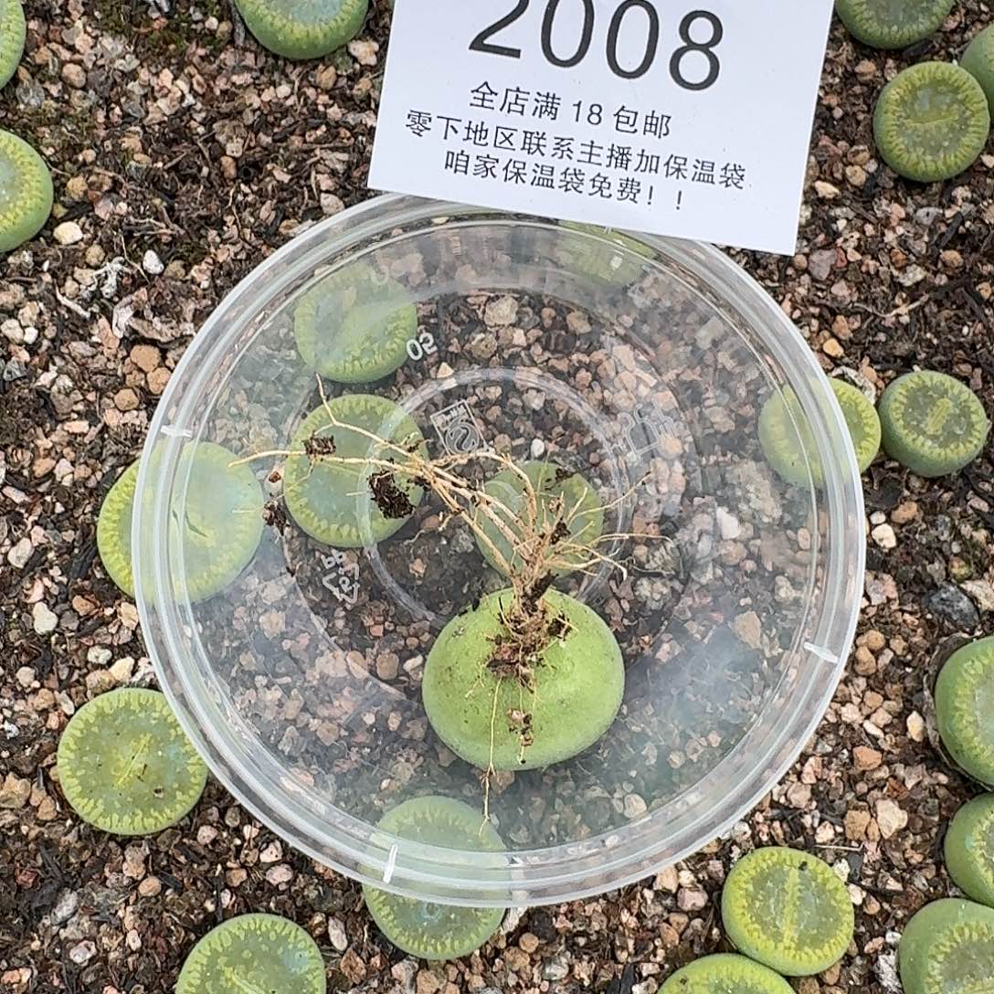 ◉***◉2008 哈哈哈哈哈哈哈哈