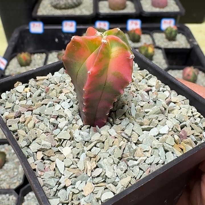 五角鸾风玉锦多肉植物
