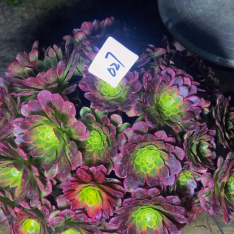 朝霞朵朵多肉植物27多肉