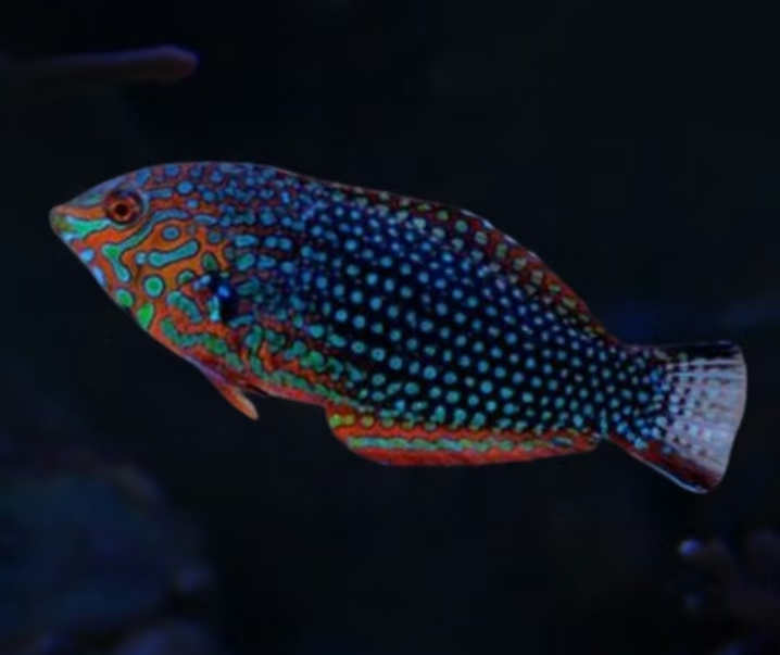 花豹龙海水观赏鱼售后需开箱视频免包装费