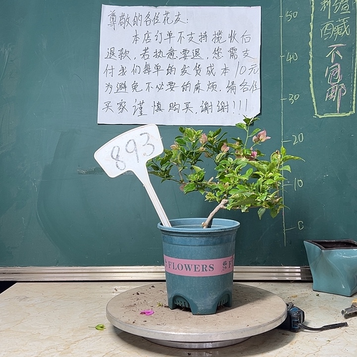 完全开放    斑叶米罗 893