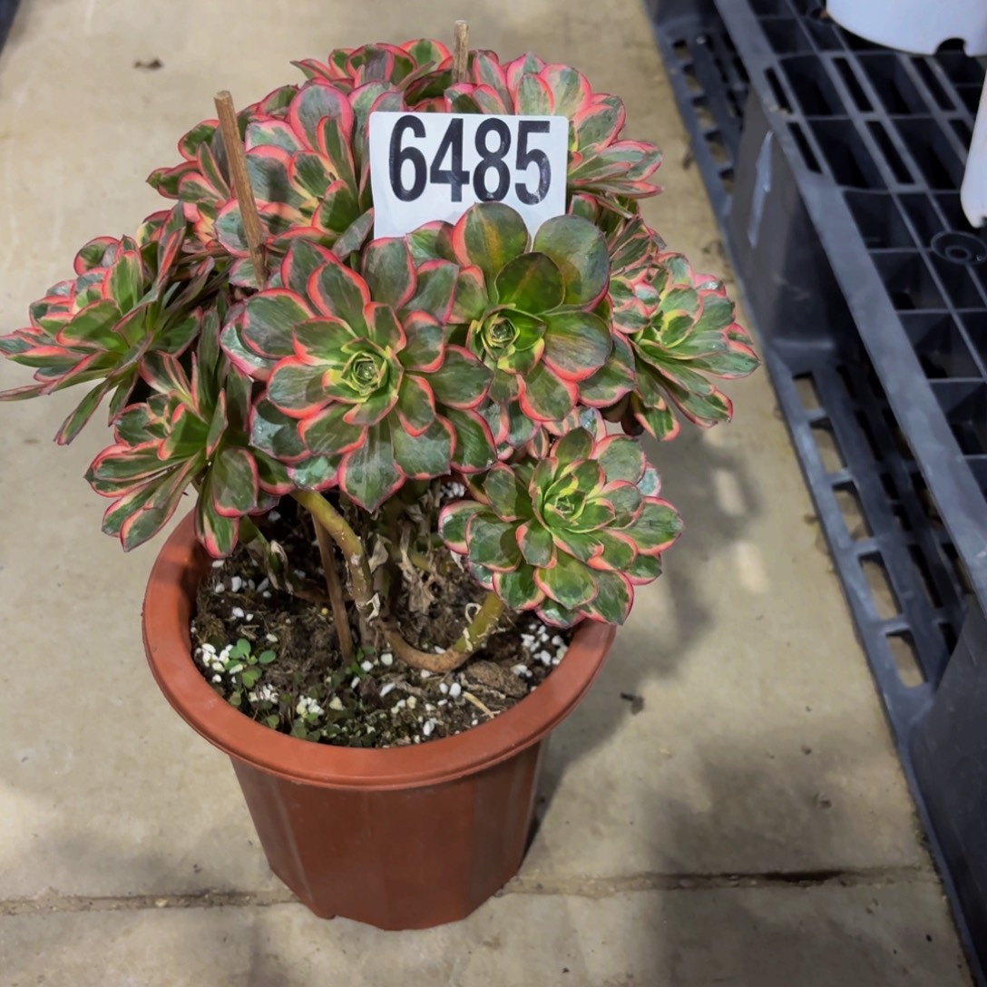 无花朵6485美金锦11111111