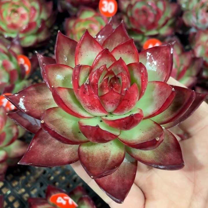 明****多肉植物惊鸿仙子