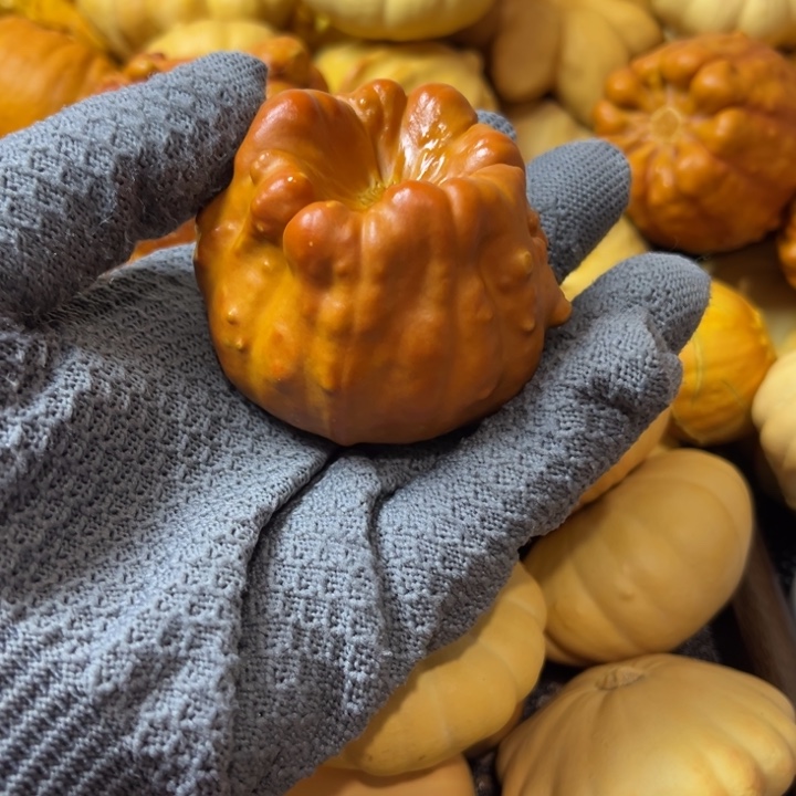  我的墨西哥七彩葫芦