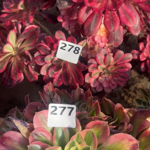 法师香奈儿雨花石2颗18-24