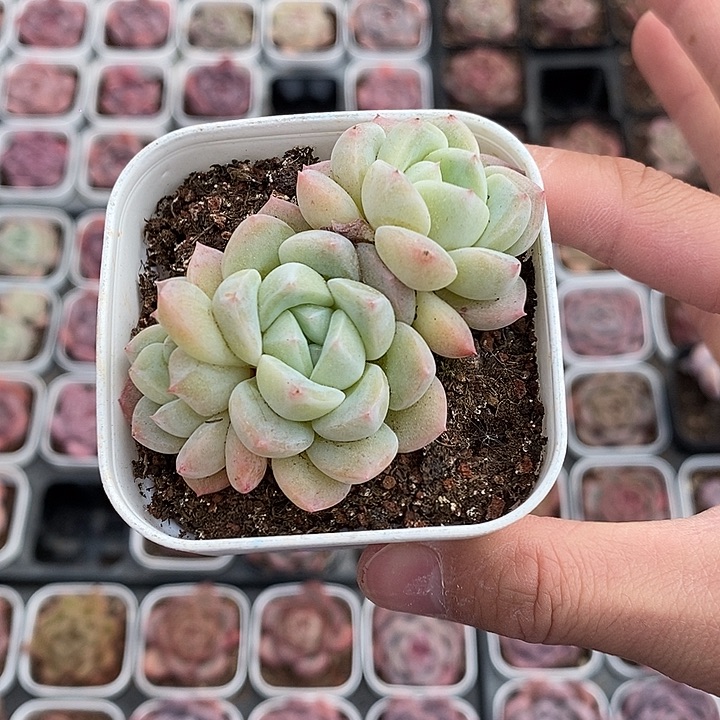 绿色的小可爱254