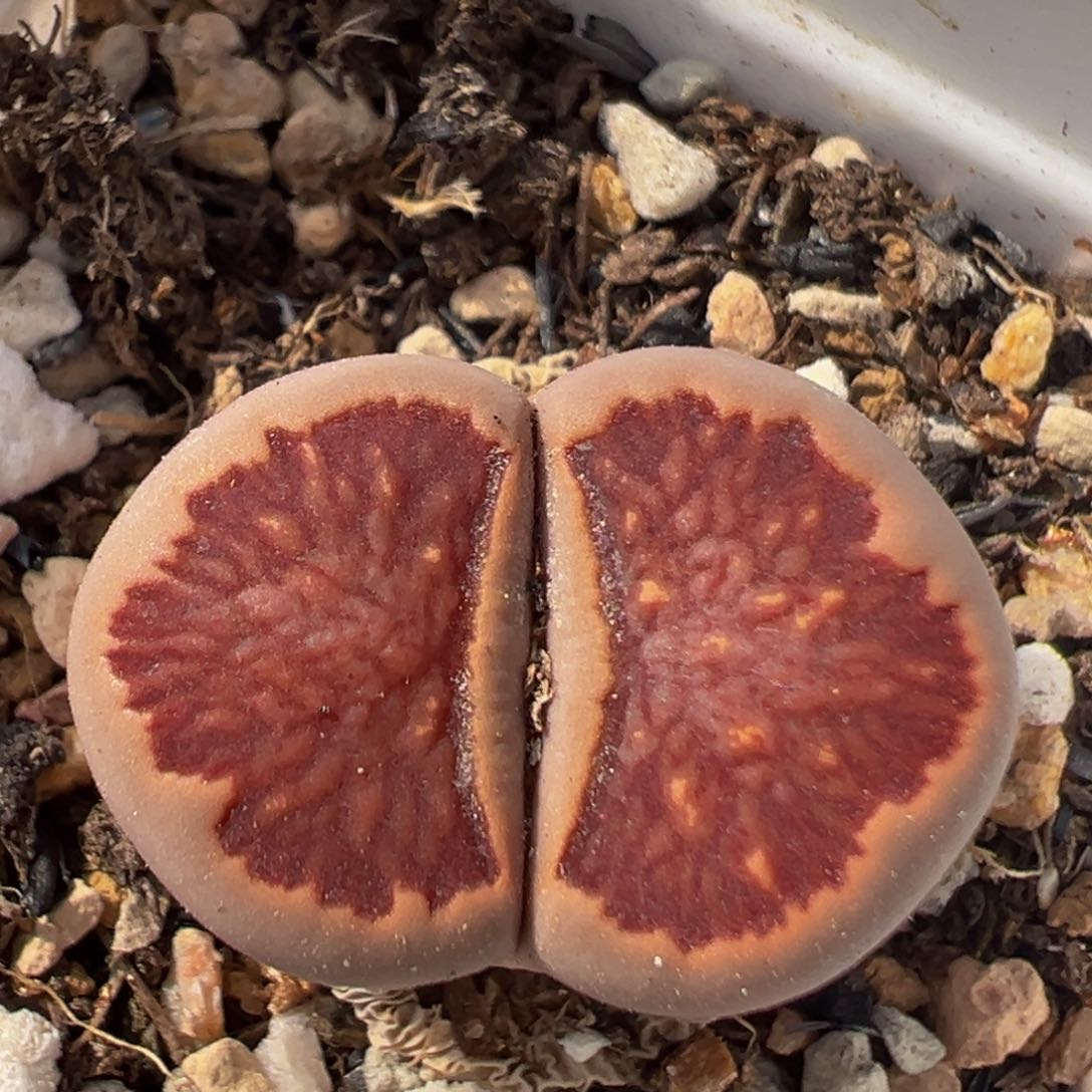 39多肉植物百科知识