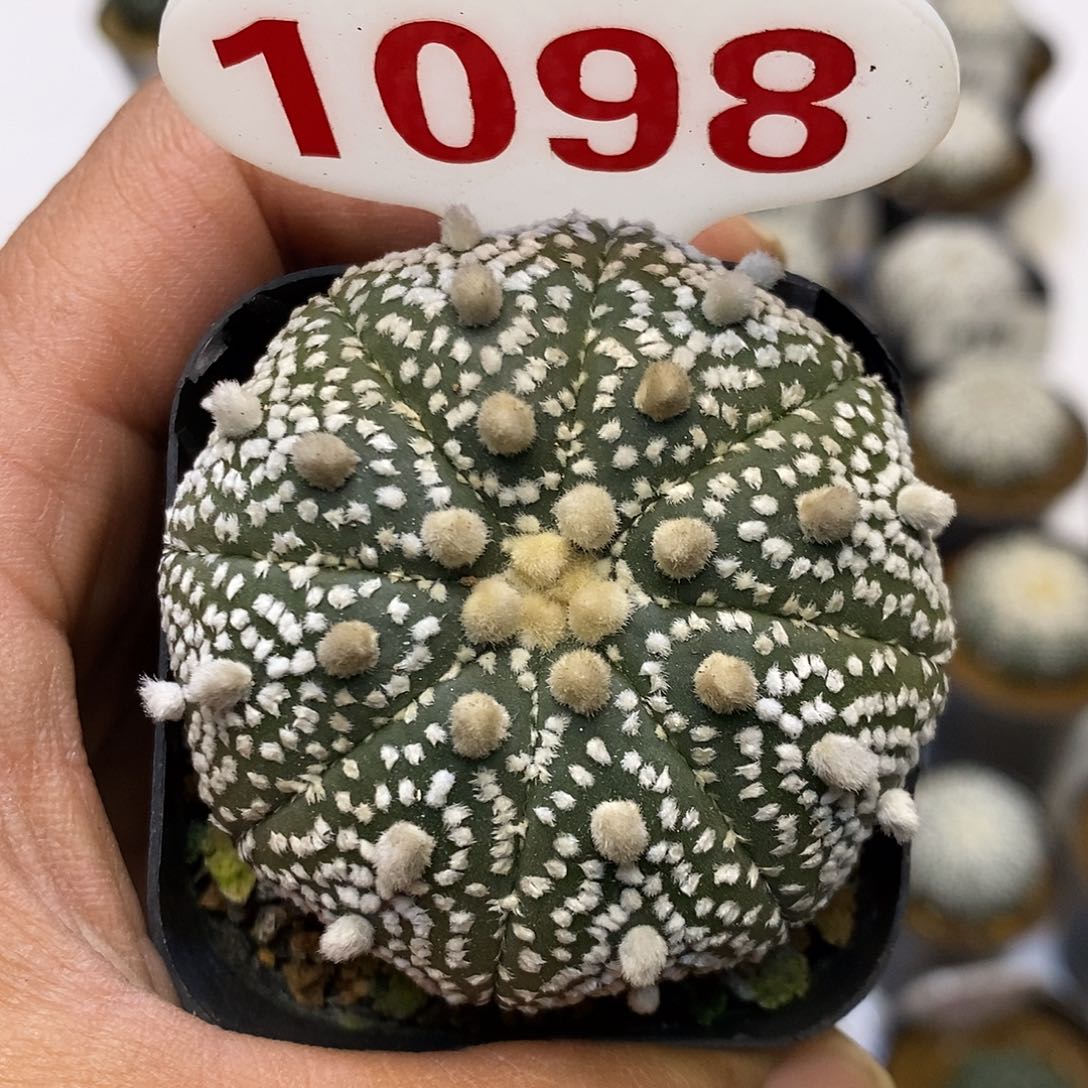 1098福利特价来了哦