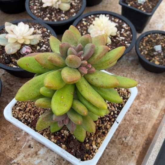 芒果奶 夏鸣园艺