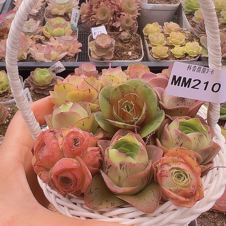 山地玫瑰多肉植物210