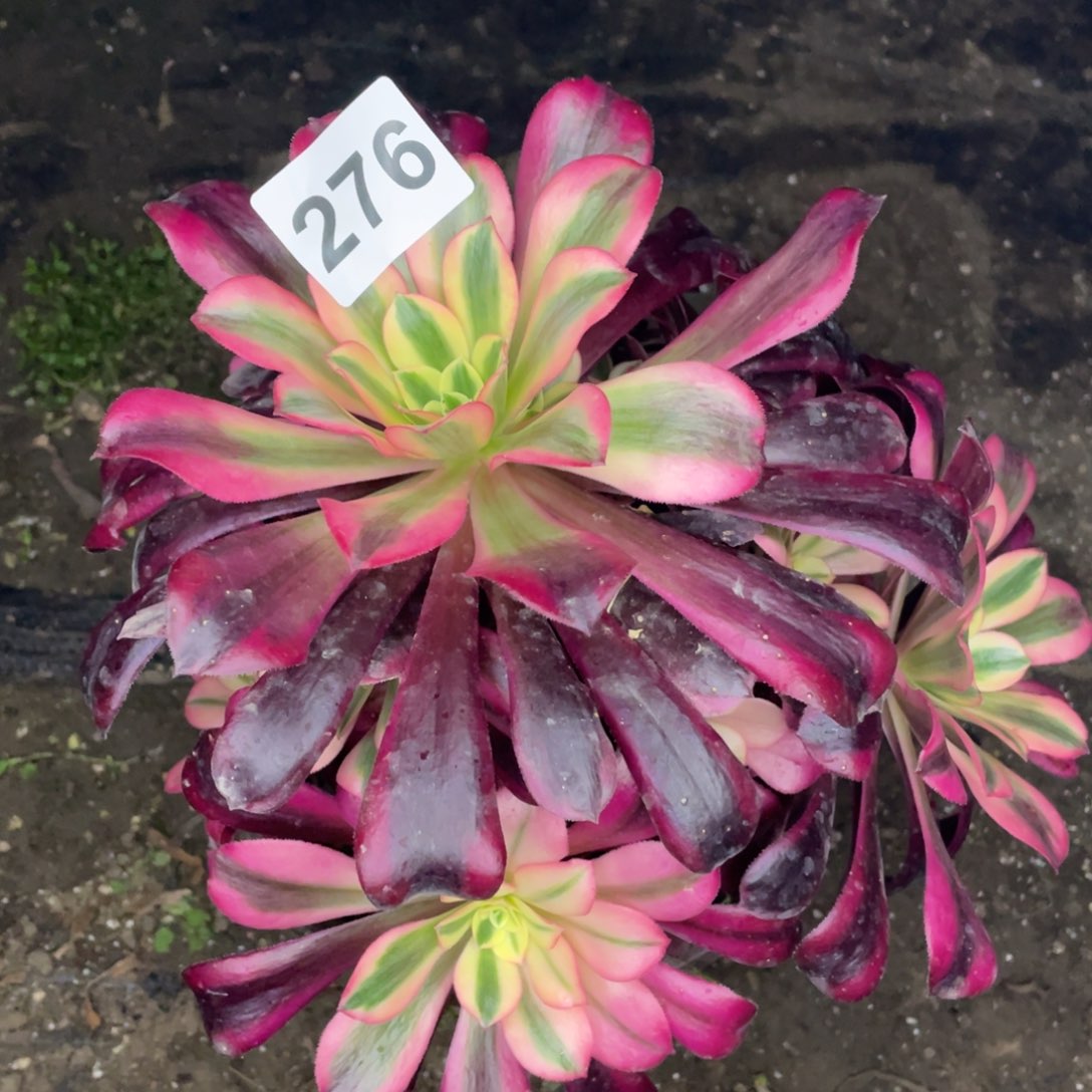 276号美杜莎手捧花