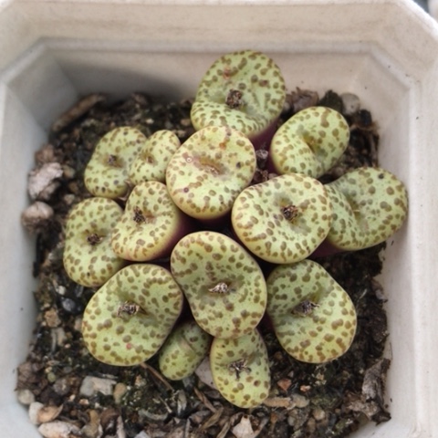 多肉肉锥 14头黄椒安贞