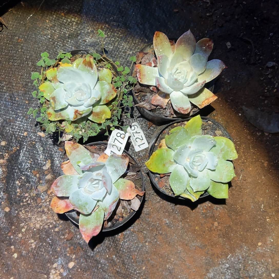 浦西菲克拇指仙女杯多肉。