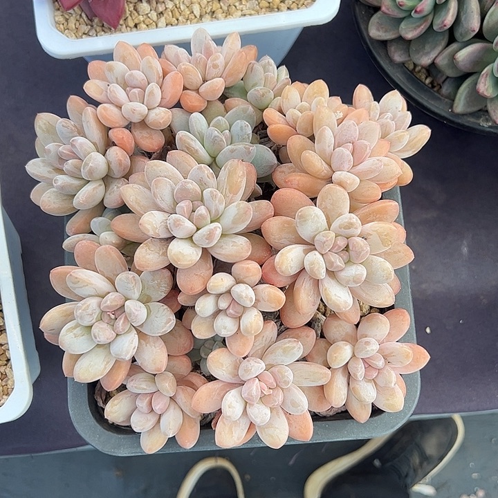 老桩香玉大群多肉植物