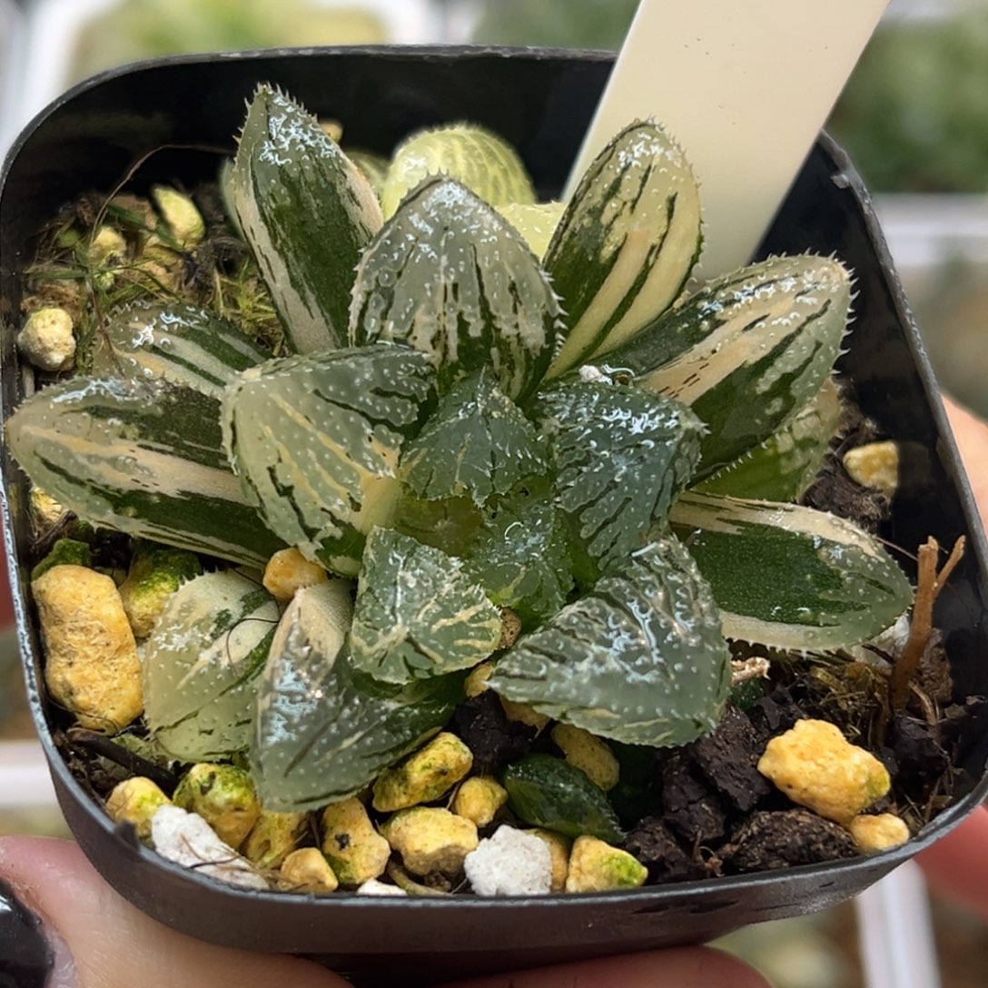 5魔刺锦带仔福利专场