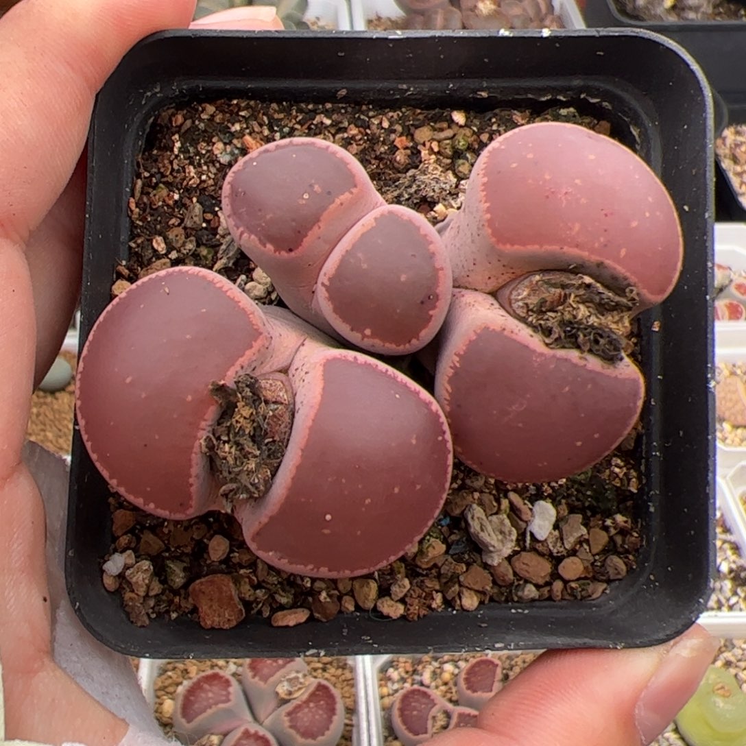 0306号KO 多肉植物