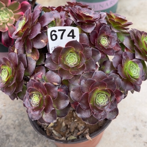 尘*烟674魅金玫瑰朵朵20厘米左右