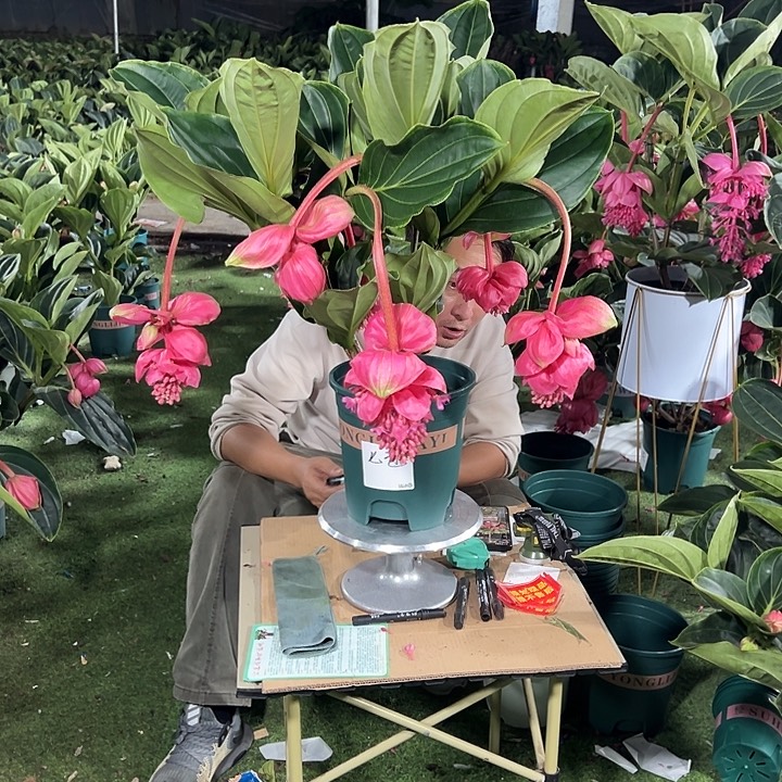 崔***超少量花朵（建议范围：2朵-5朵 或40%以下）