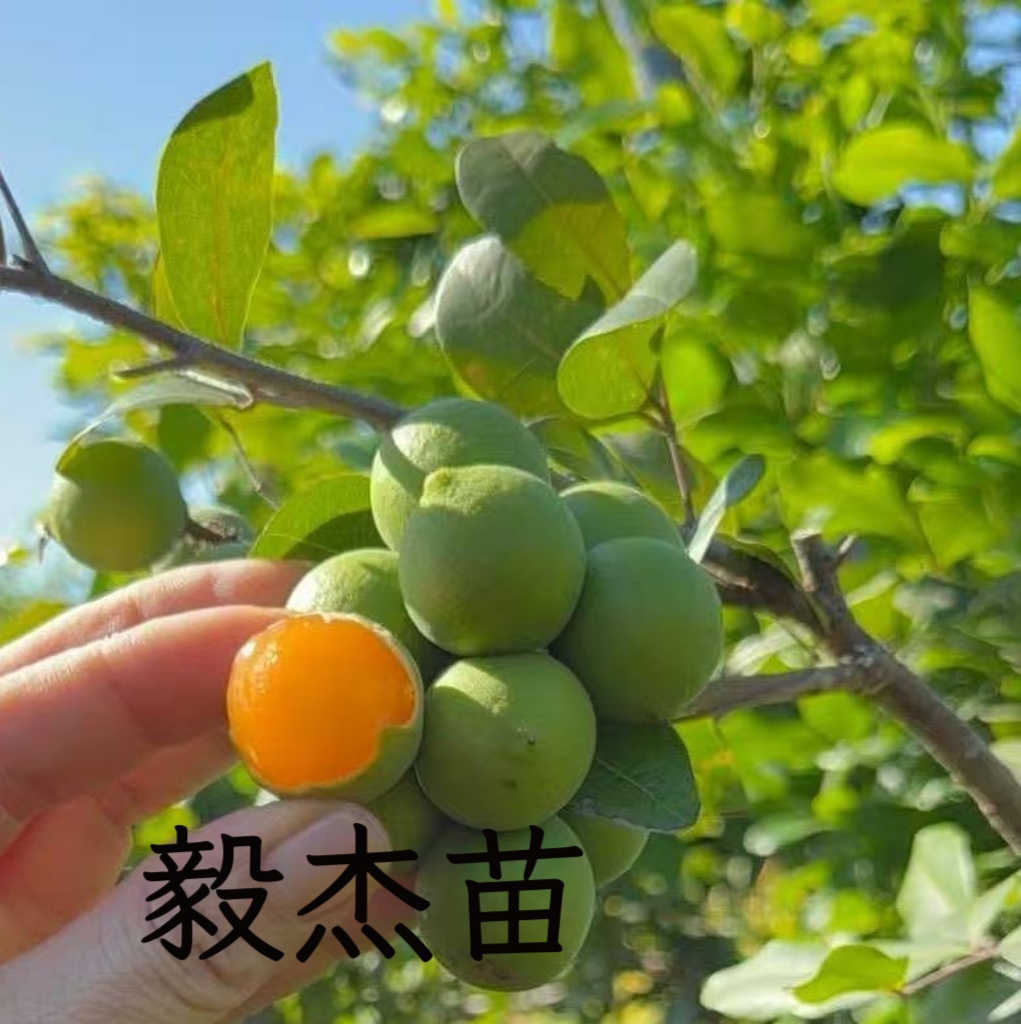 蜜龙猪。斐济 一物一拍，精品，叶子绿色，常青