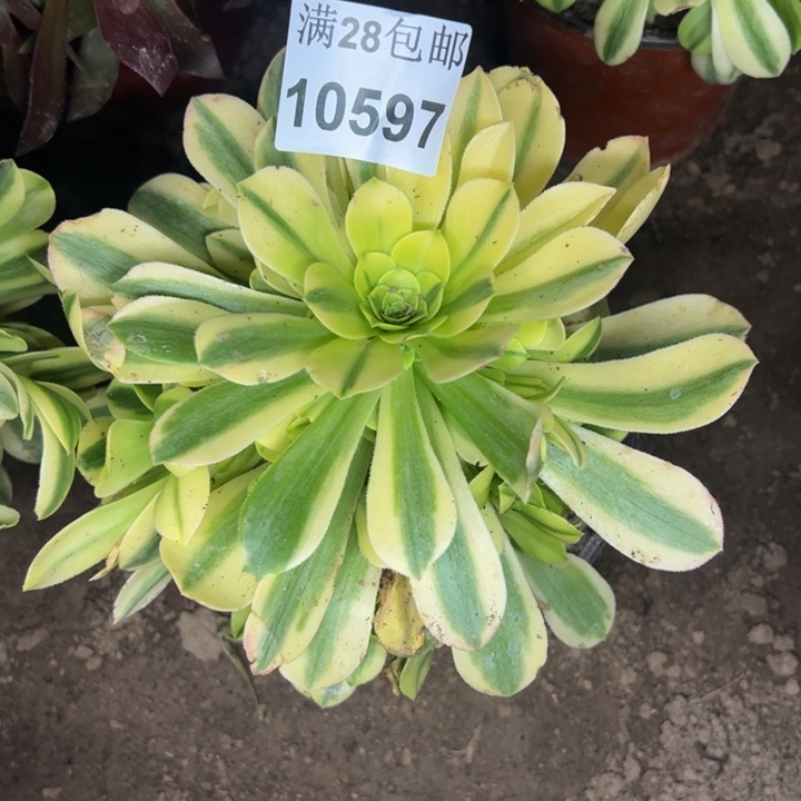 10597南金丝多肉植物