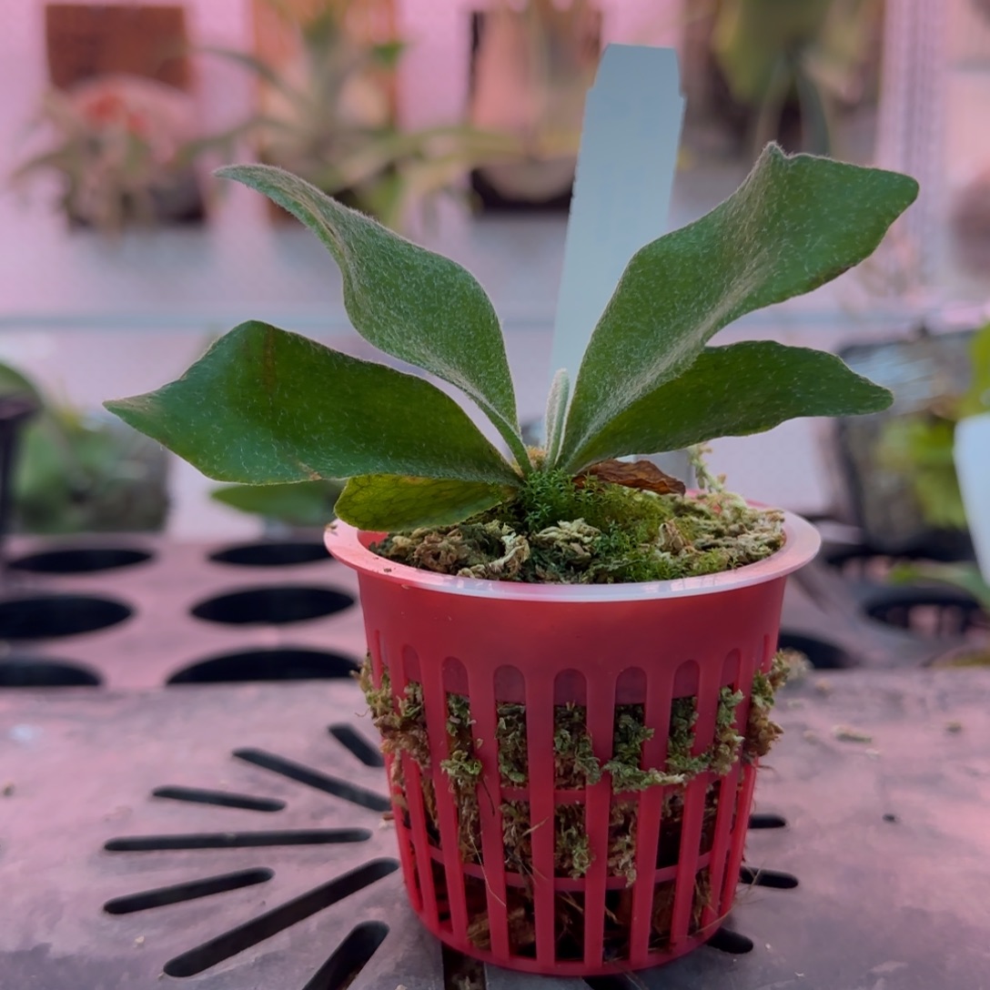 斑比鹿角蕨孢子苗