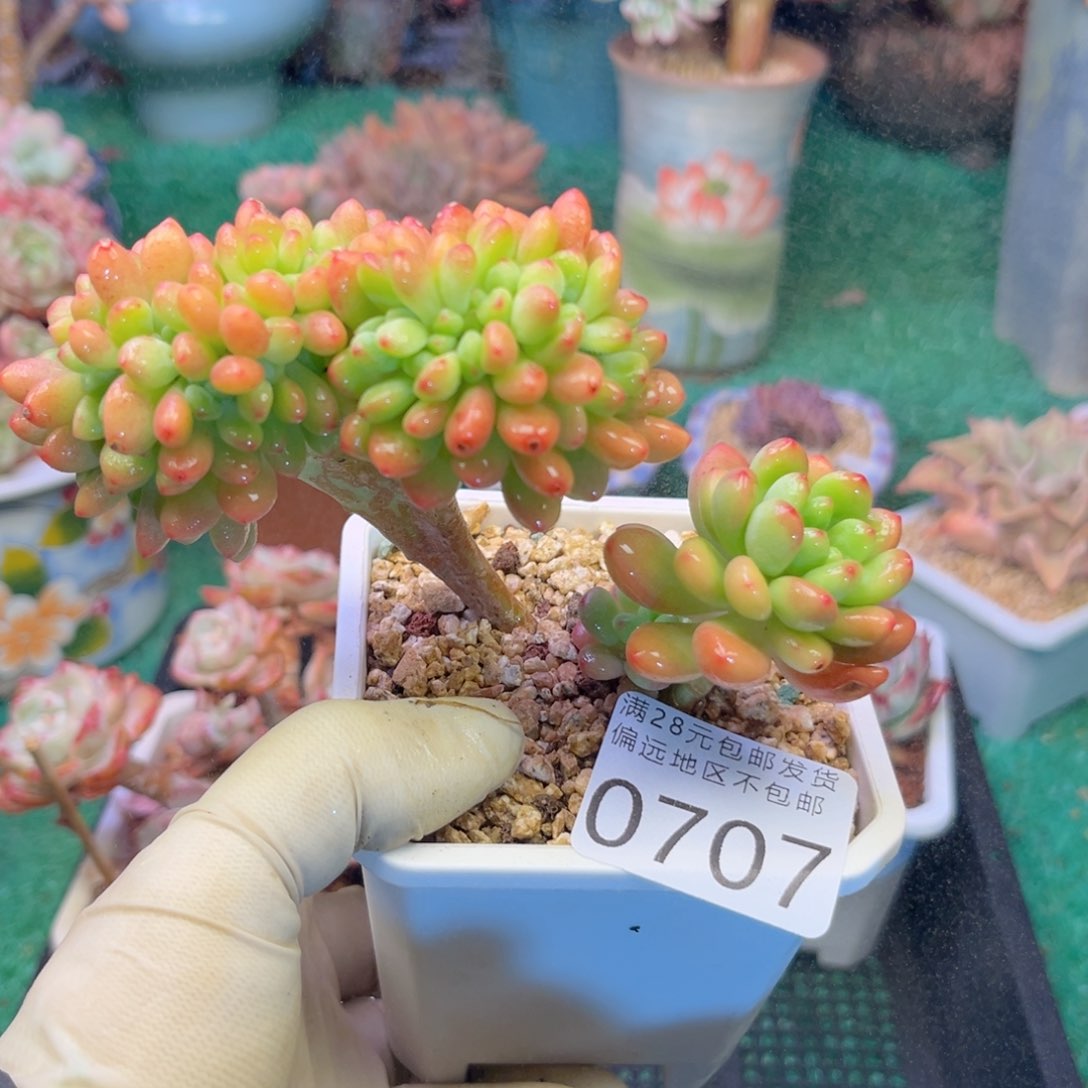 大0707:！z b z jv b b b n