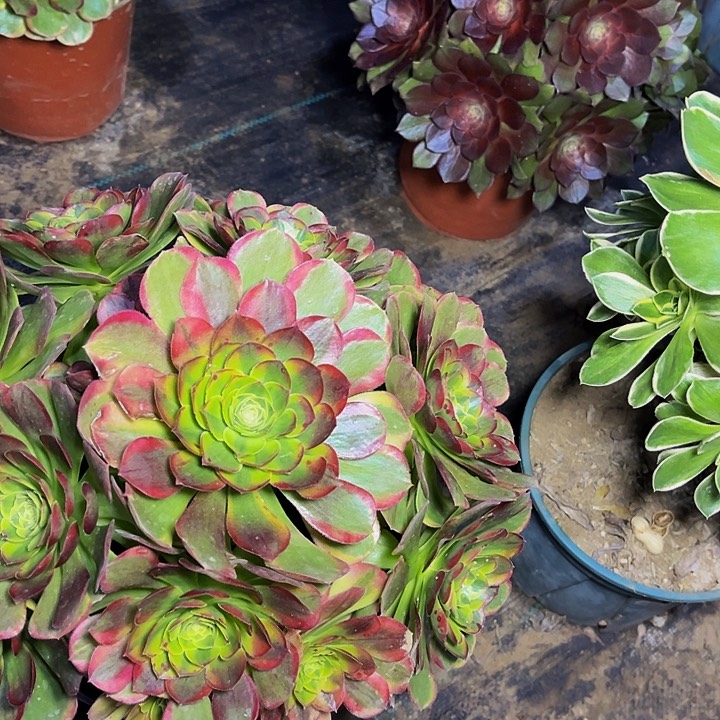 奶白锦奶白锦012