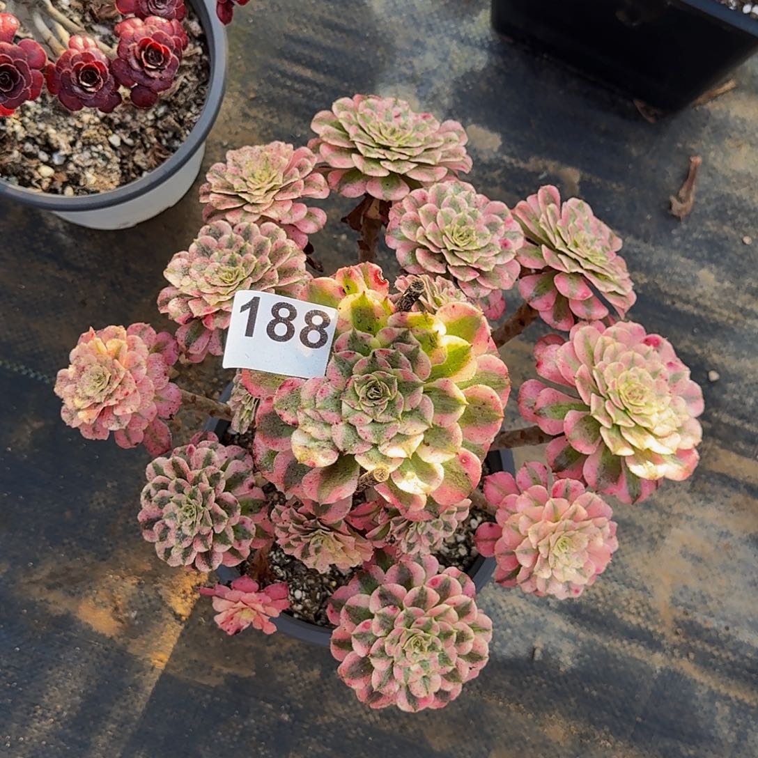188红铜超白法师植物