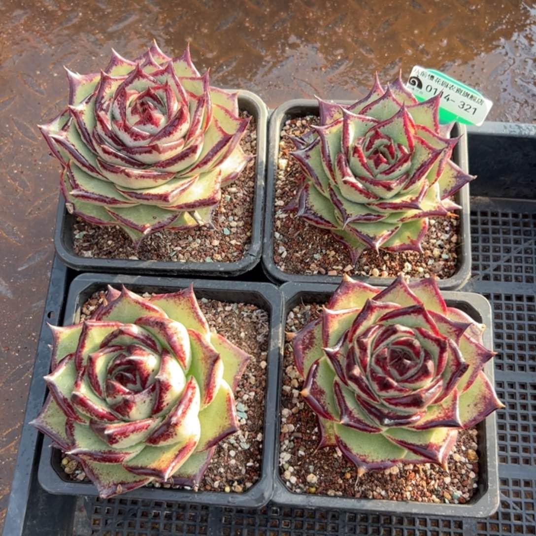 多肉精选编号0114.321