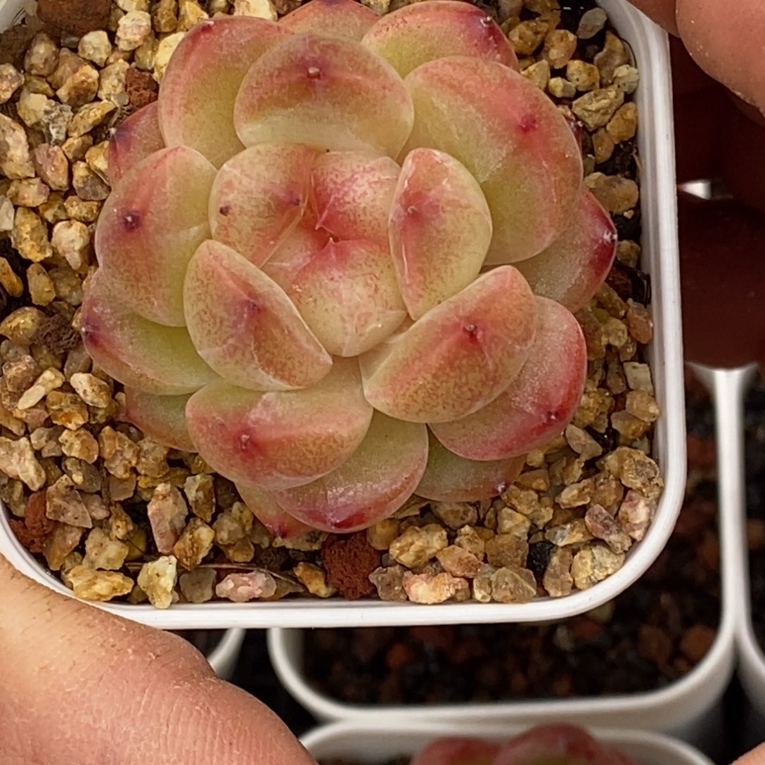 天官赐福百无禁忌