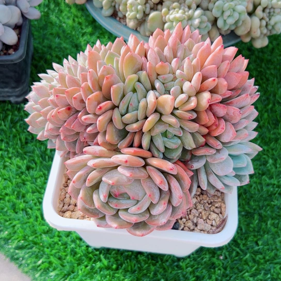 时****✰多肉植物多肉植物