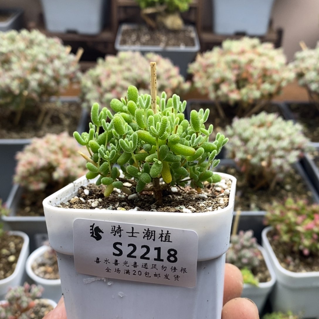 2218蜜橘糖球枝干