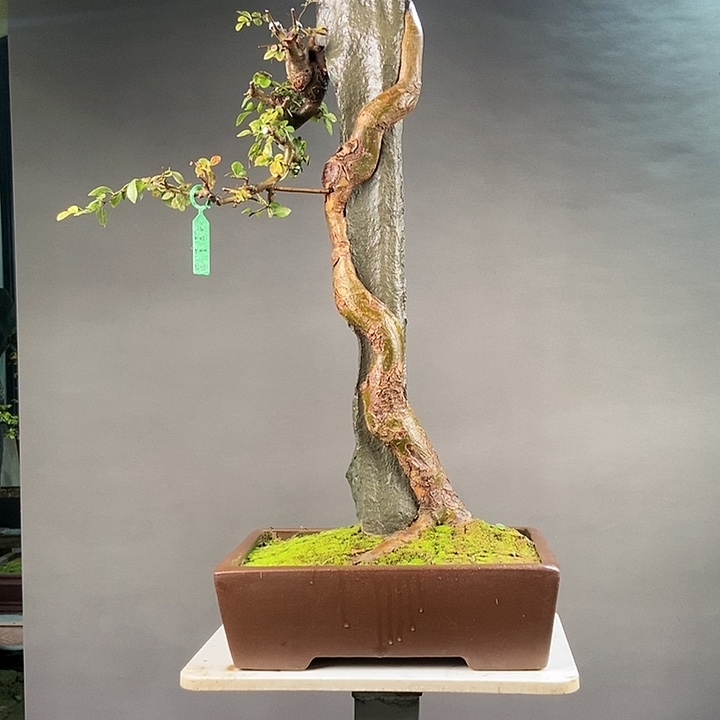 天***淡无花朵王发忠附石盆景