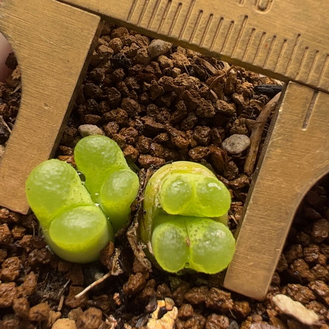 特价大眼睛母本多肉植物