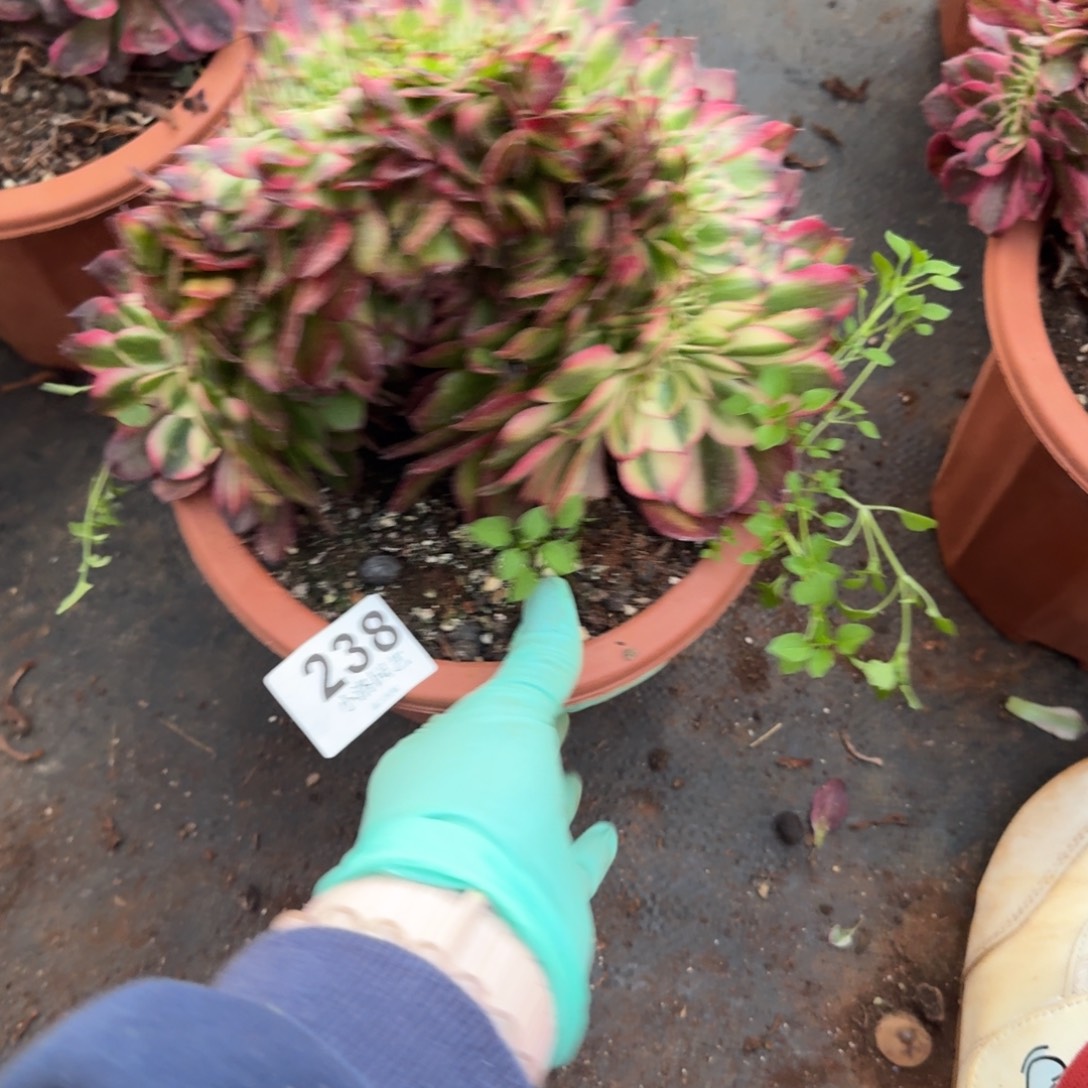 238荔枝缀化多肉植物满28包邮一