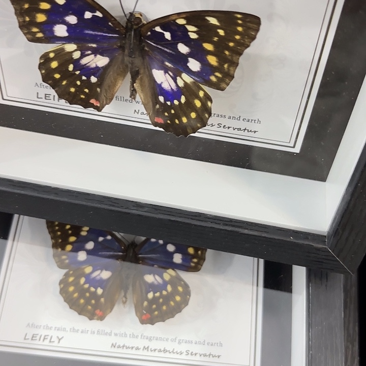 七寸新背景大紫蛱蝶