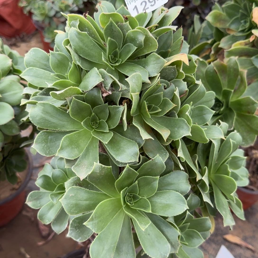 香腹多肉1294满28包邮断枝不包