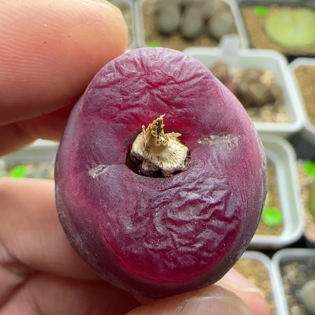 丝绒漂亮多肉植物169