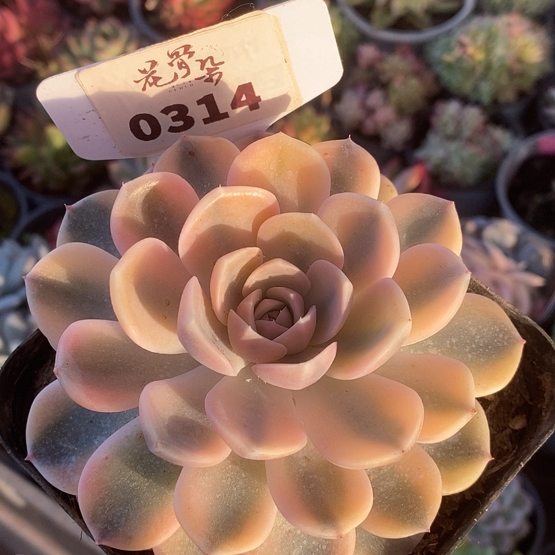 314汉堡high哈哈哈哈哈