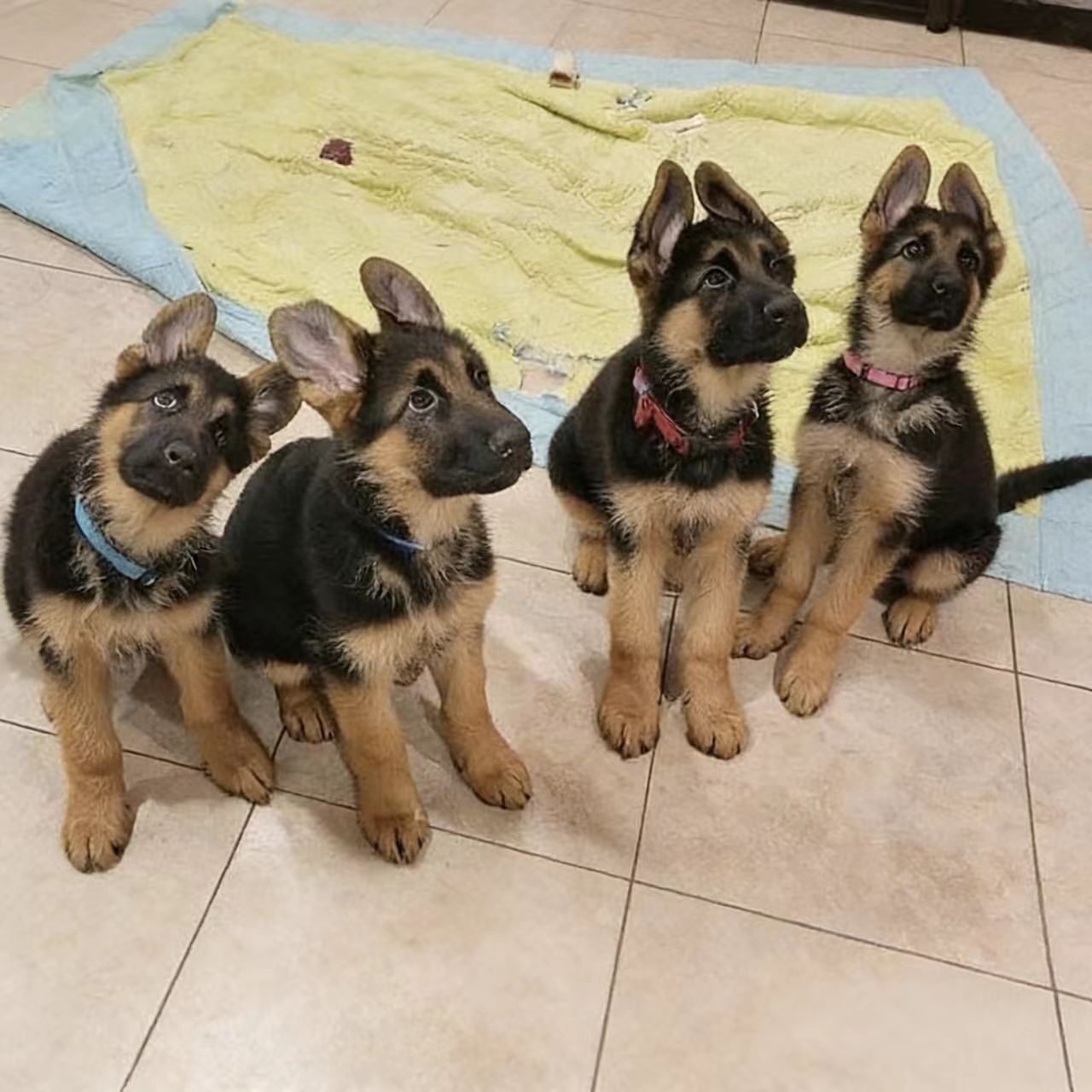 （赫赫护卫犬德牧）德国牧羊犬 宠物活体狗狗