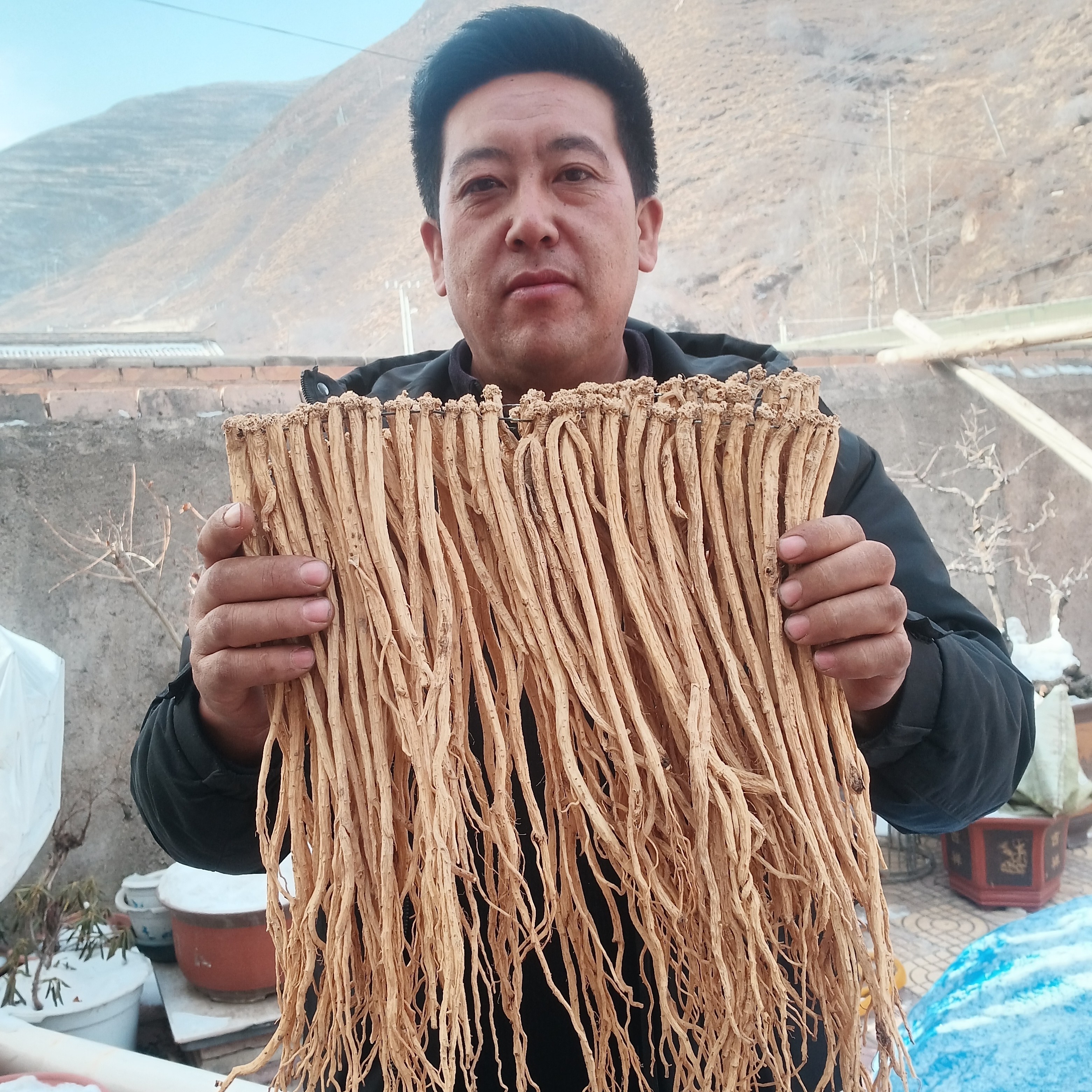 甘肃产地党参新货中大条可用于泡水炖汤滋补养生