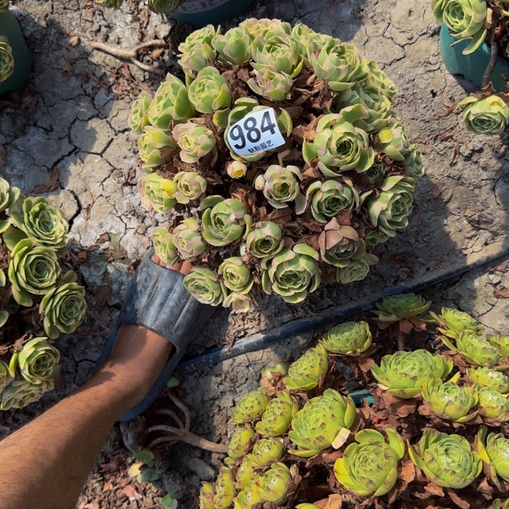 白凤花29-37包邮花花