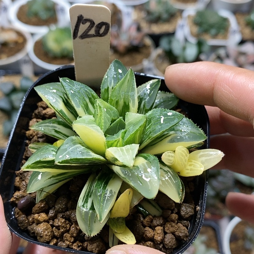 【闪购商品】120姬寿