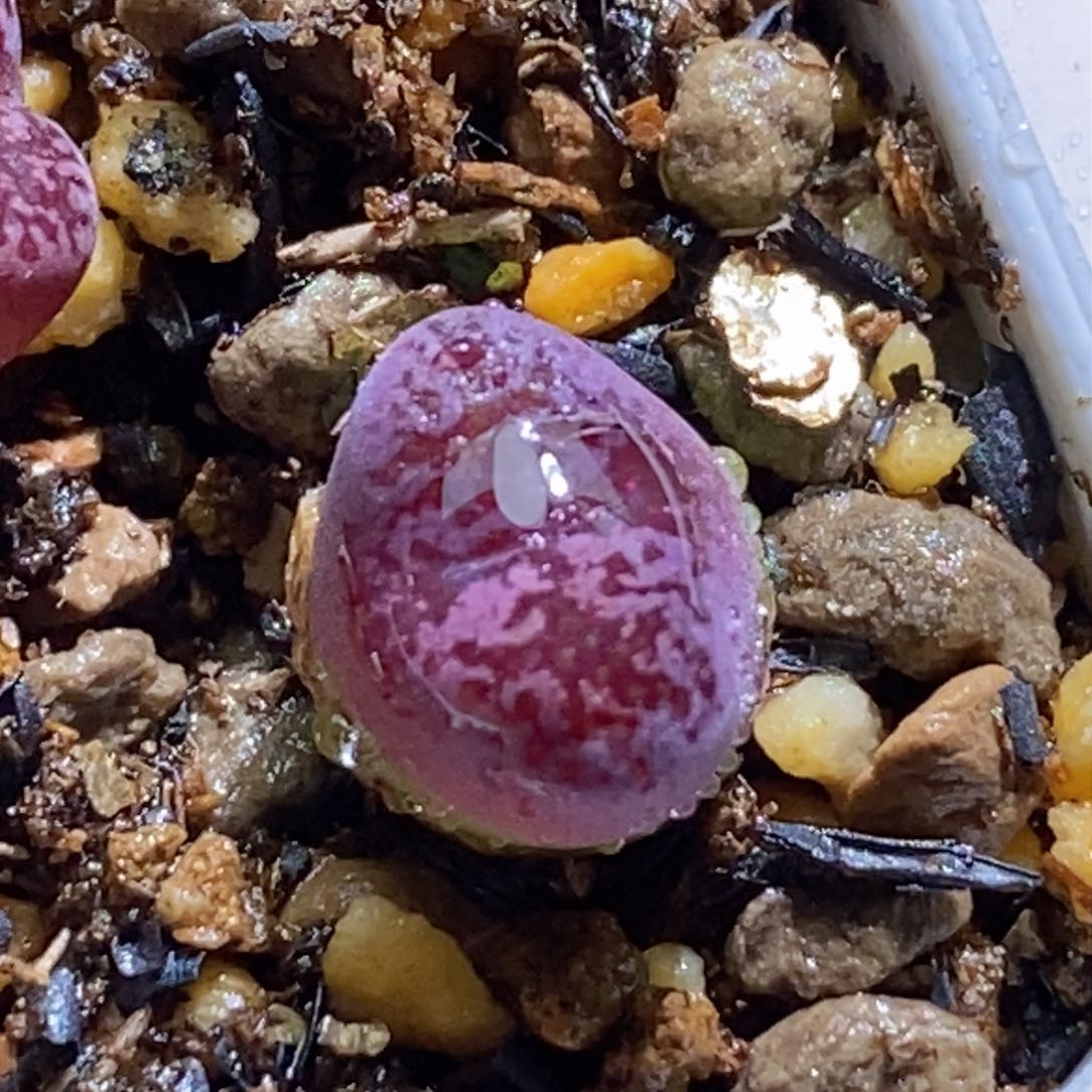 好看好看好看吗克