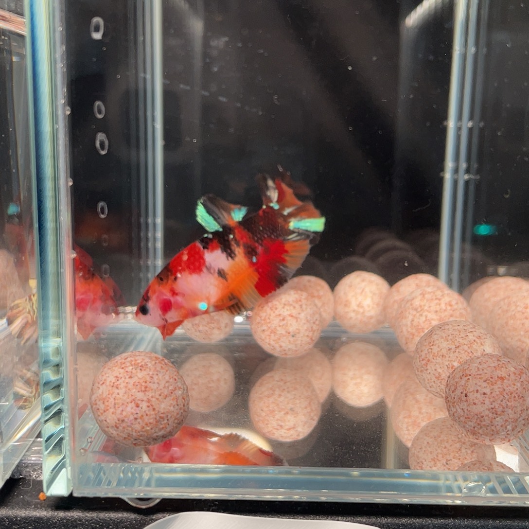 斗鱼12.27 将军 012