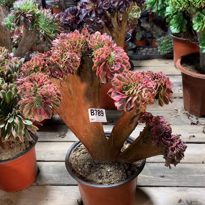 789雨荷缀多肉法师