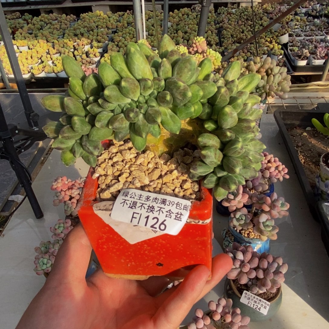 126香蕉树缀多肉10cm